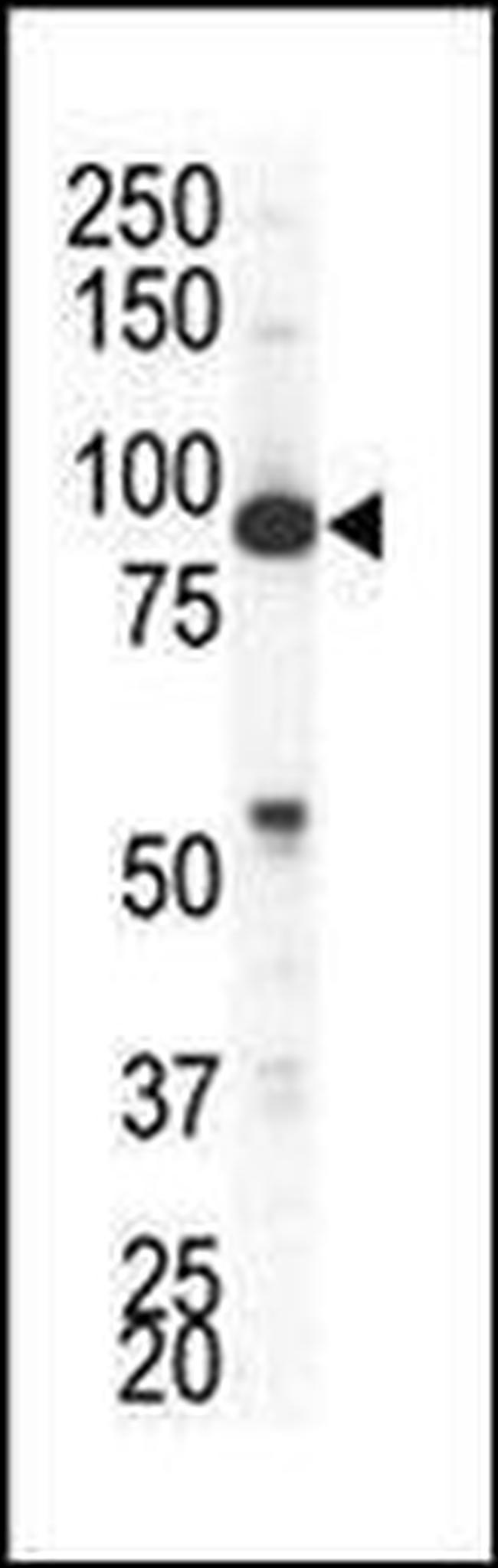 EphA4 Antibody in Western Blot (WB)