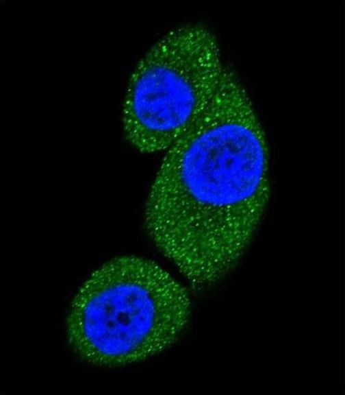 VPS34 Antibody in Immunocytochemistry (ICC/IF)