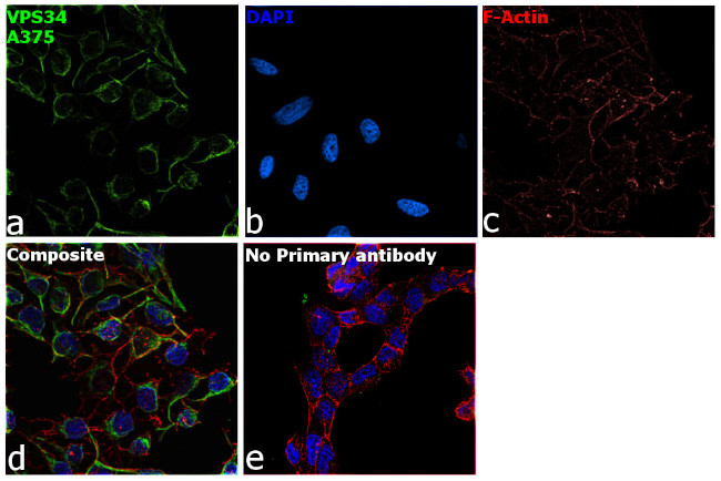 VPS34 Antibody in Immunocytochemistry (ICC/IF)