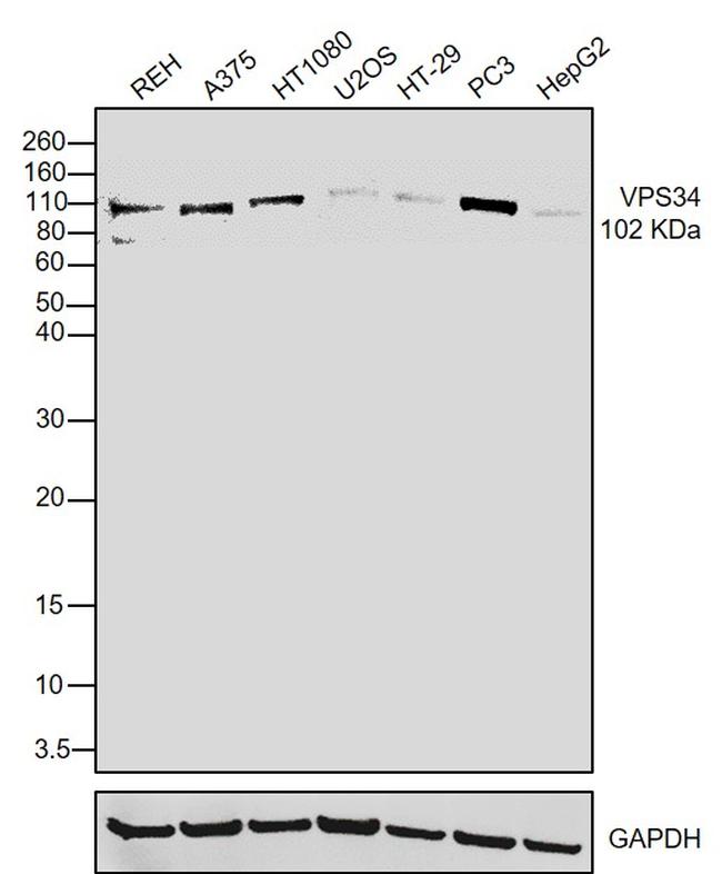 VPS34 Antibody in Western Blot (WB)