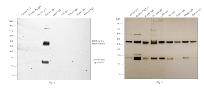 Donkey IgG (H+L) Secondary Antibody in Western Blot (WB)