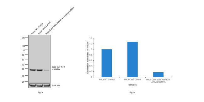 p38 MAPK Antibody in Western Blot (WB)