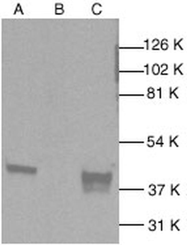 p38 MAPK Antibody in Western Blot (WB)