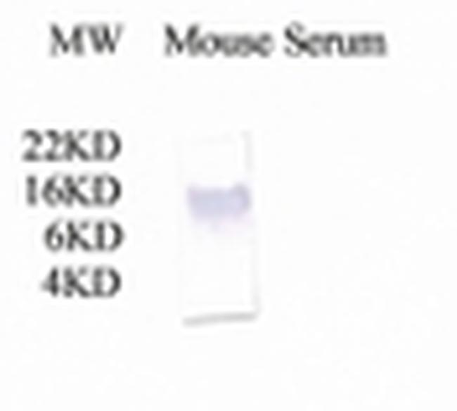 Complement C3a Antibody in Western Blot (WB)