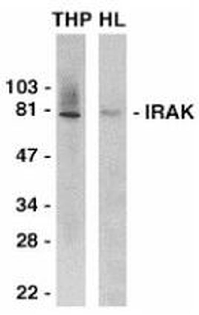 IRAK1 Antibody in Western Blot (WB)