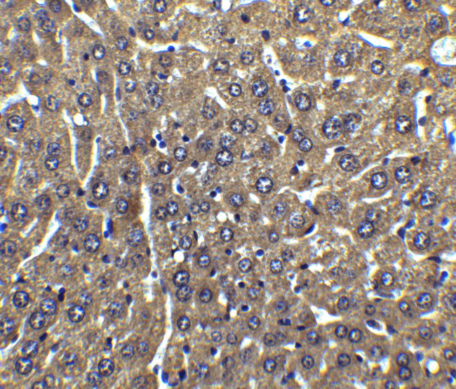 FLIP Antibody in Immunohistochemistry (Paraffin) (IHC (P))