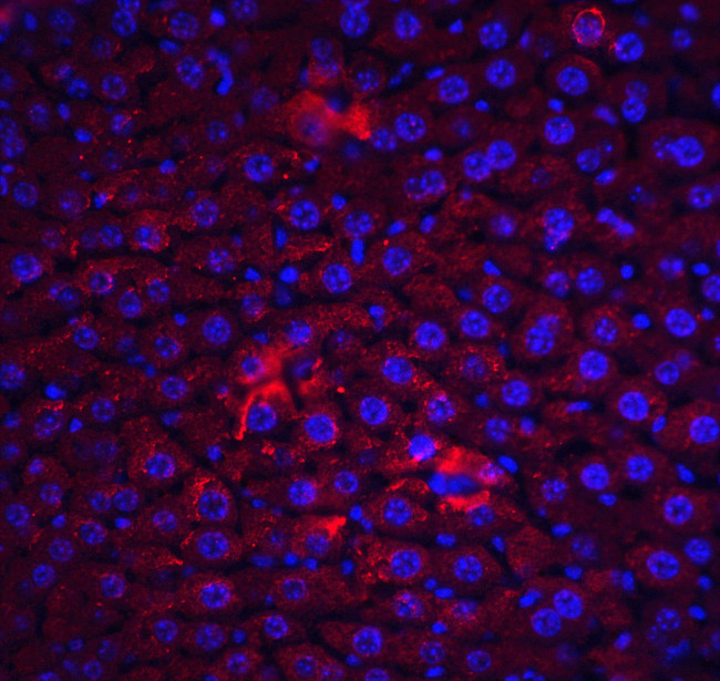 FLIP Antibody in Immunohistochemistry (Paraffin) (IHC (P))