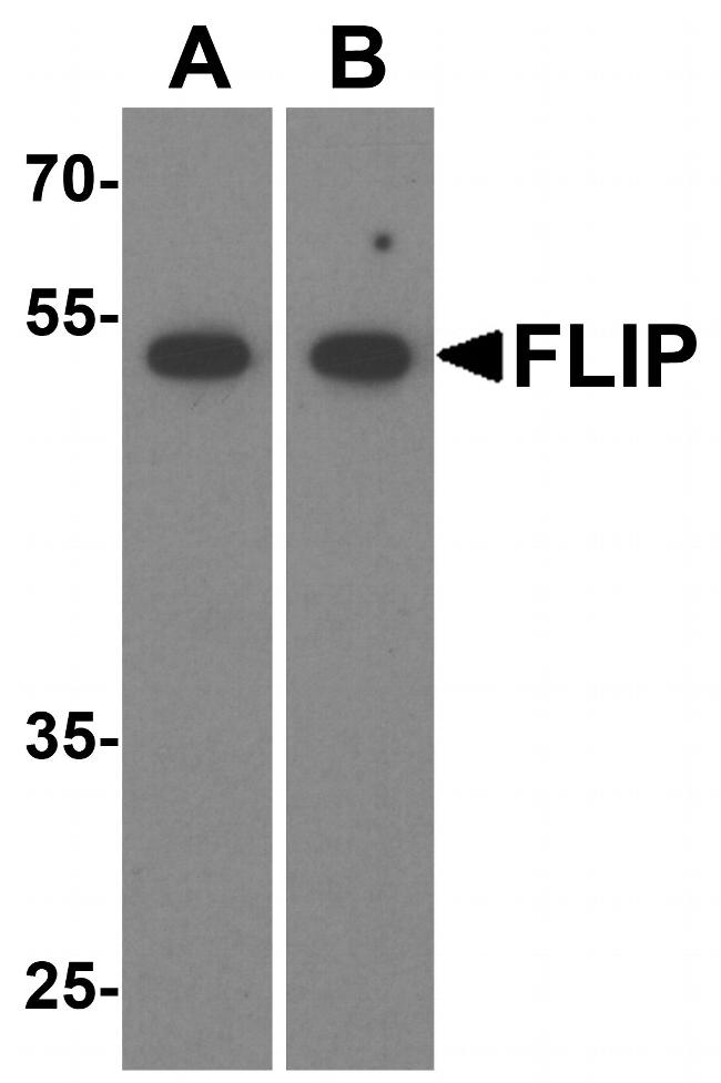 FLIP Antibody in Western Blot (WB)