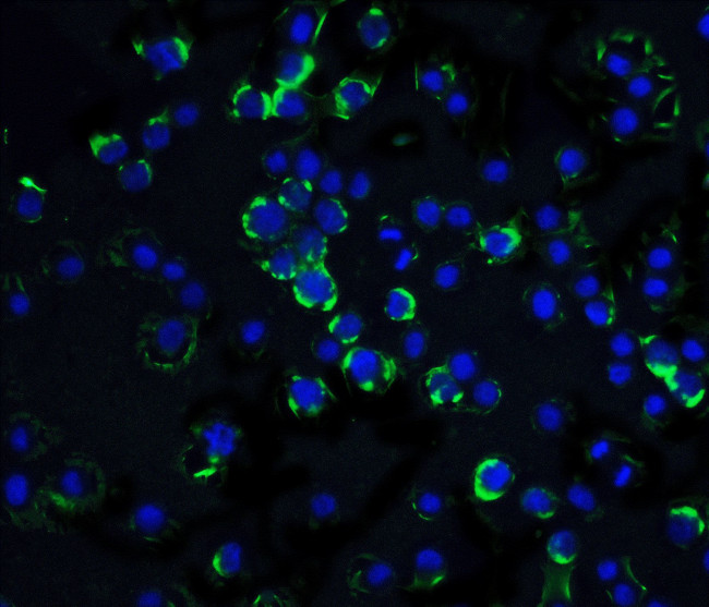 RAIDD Antibody in Immunocytochemistry (ICC/IF)