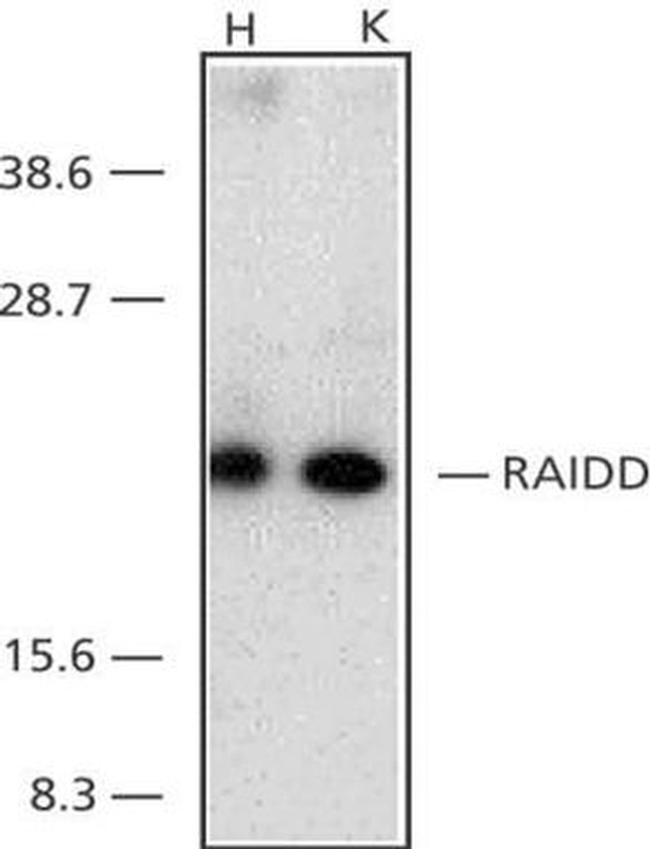 RAIDD Antibody in Western Blot (WB)