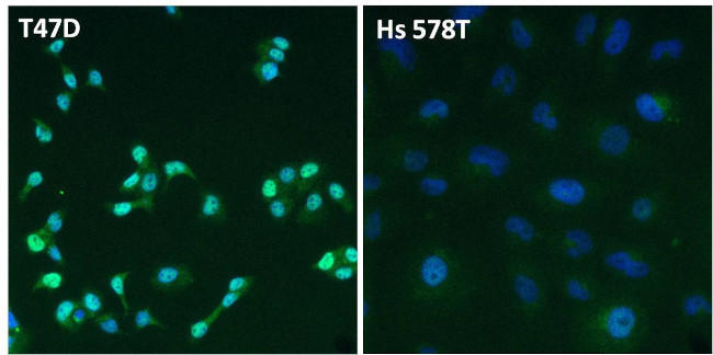 Estrogen Receptor alpha Antibody