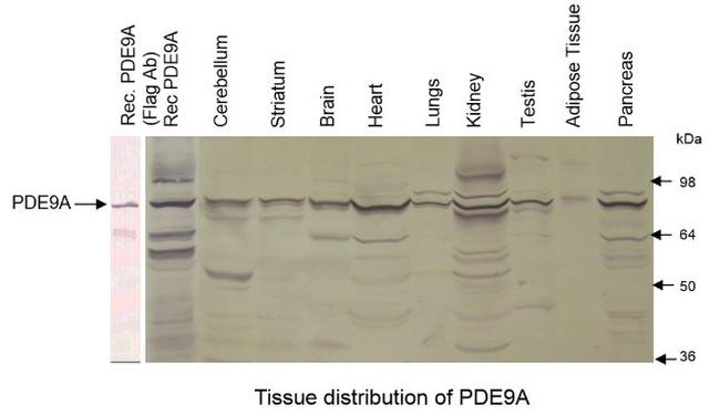 PDE9A Antibody in Western Blot (WB)