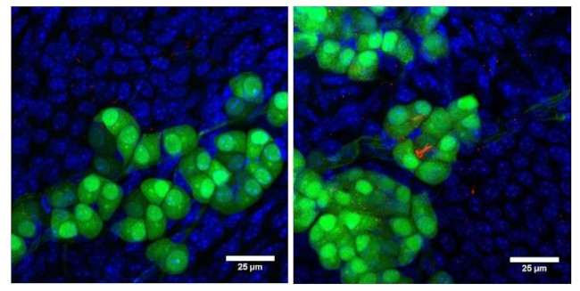 NPR1 Antibody in Immunohistochemistry (IHC)