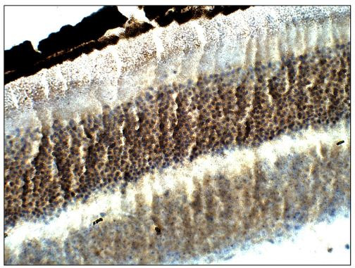 Fibulin 3 Antibody in Immunohistochemistry (Paraffin) (IHC (P))