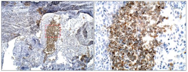 BMP-2 Antibody in Immunohistochemistry (Paraffin) (IHC (P))