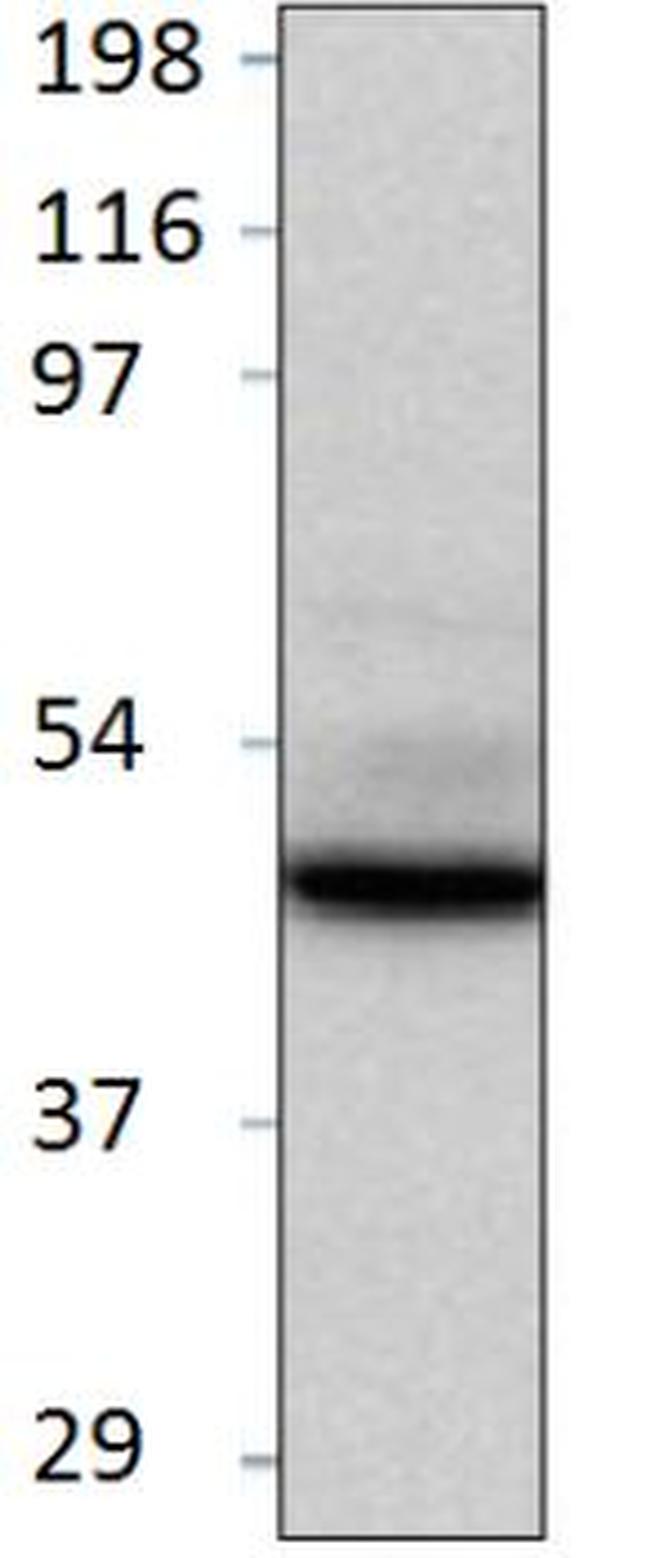 BMP-2 Antibody in Western Blot (WB)