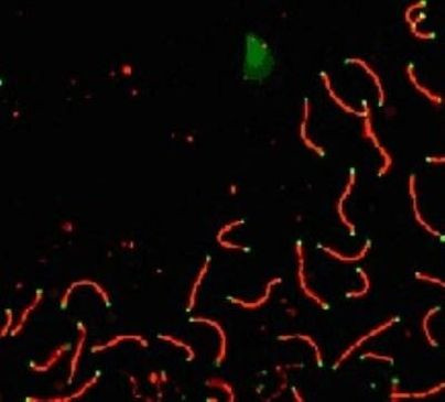 SCP1 Antibody in Immunocytochemistry (ICC/IF)