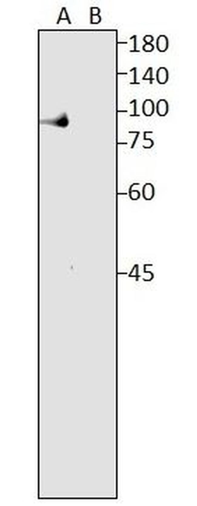 Lactoferrin Antibody in Western Blot (WB)