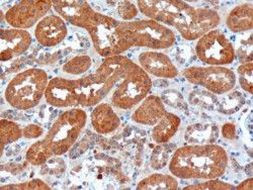 USH1C Antibody in Immunohistochemistry (Paraffin) (IHC (P))