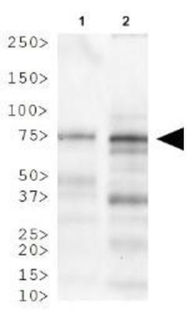 LIMP2 Antibody in Western Blot (WB)