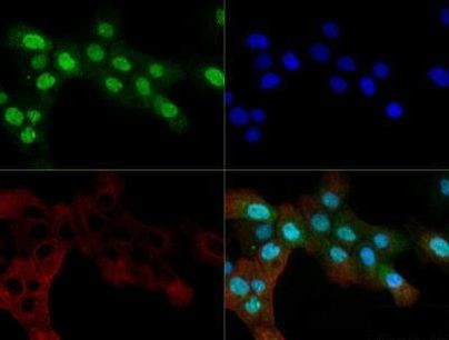 OGG1 Antibody in Immunocytochemistry (ICC/IF)