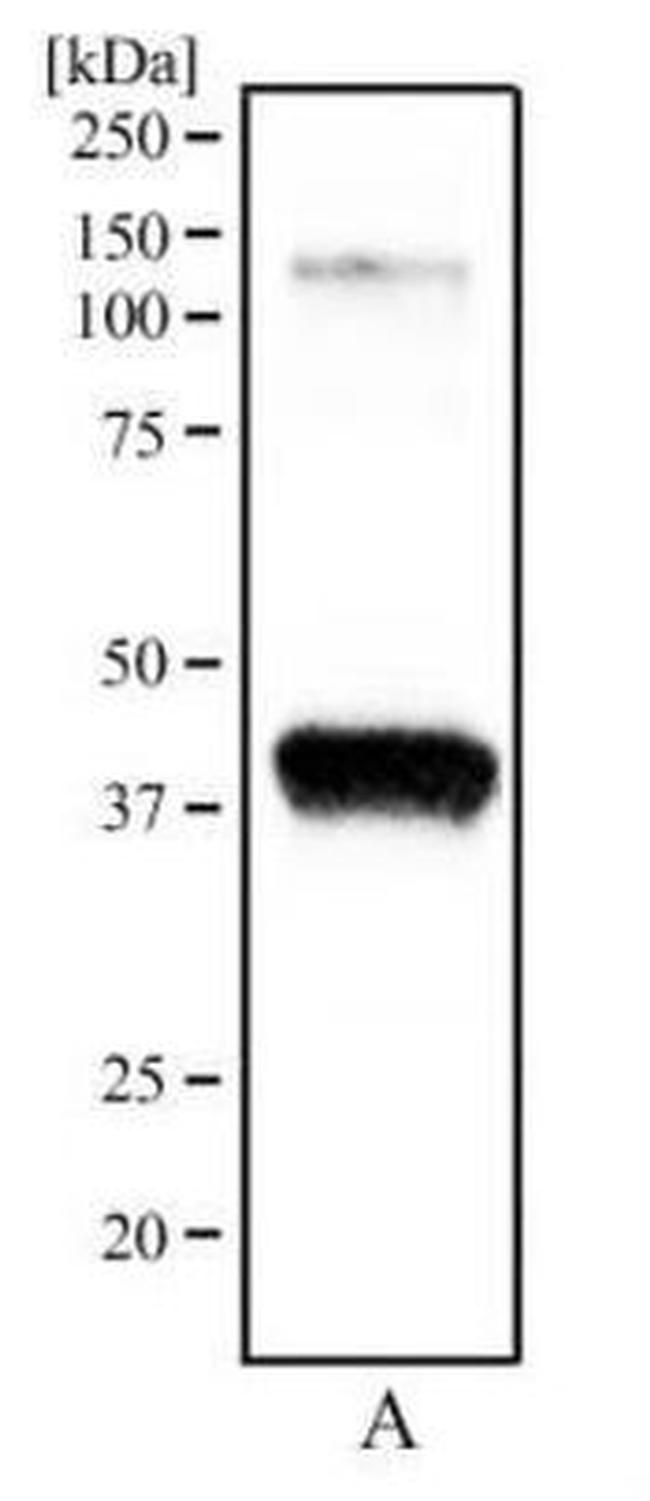 OGG1 Antibody in Western Blot (WB)