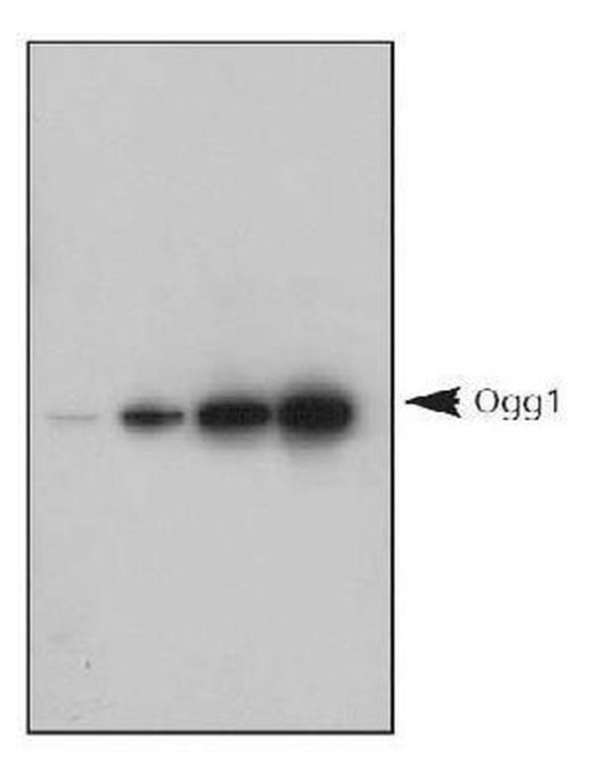 OGG1 Antibody in Western Blot (WB)