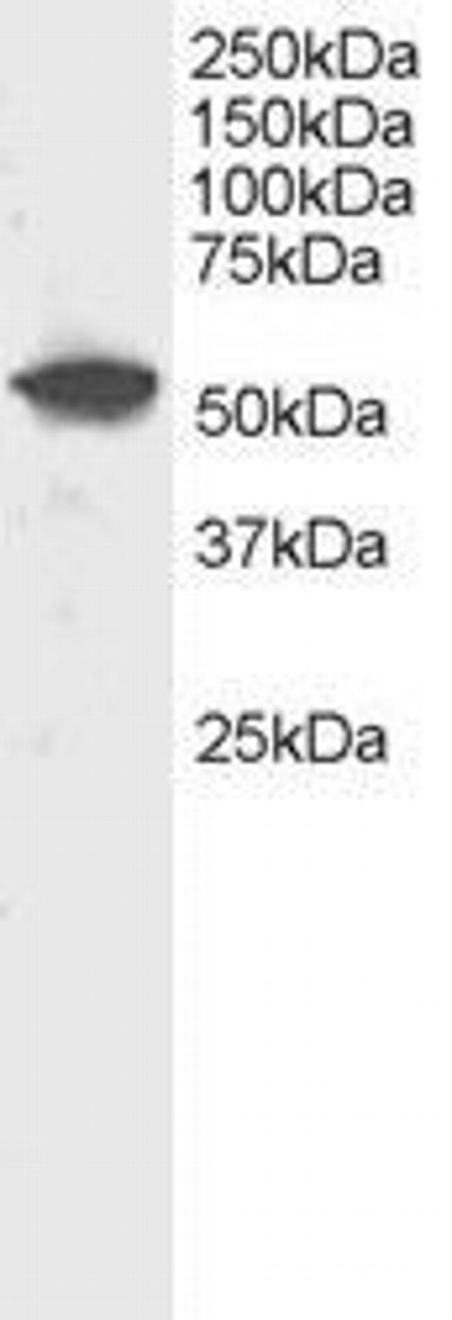 DUSP10 Antibody in Western Blot (WB)