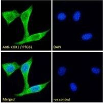 COX1 Antibody in Immunocytochemistry (ICC/IF)