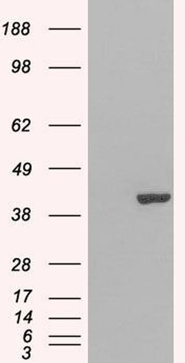 GRAP2 Antibody in Western Blot (WB)