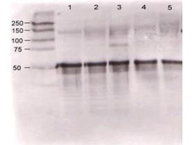 Angiopoietin 1 Antibody in Western Blot (WB)