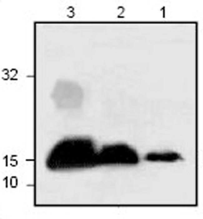 IL-3 Antibody in Western Blot (WB)