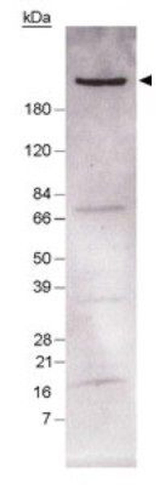 FASN Antibody in Western Blot (WB)