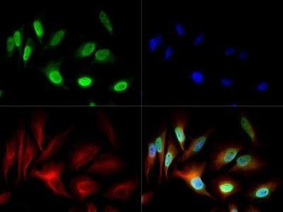 NuMA Antibody in Immunocytochemistry (ICC/IF)