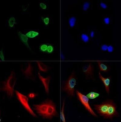 NuMA Antibody in Immunocytochemistry (ICC/IF)