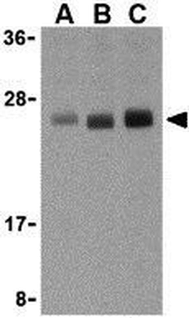 TL1A Antibody in Western Blot (WB)