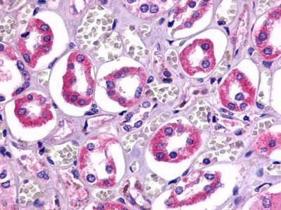 TAAR6 Antibody in Immunohistochemistry (Paraffin) (IHC (P))