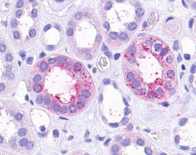 TAAR9 Antibody in Immunohistochemistry (Paraffin) (IHC (P))