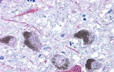 TAAR9 Antibody in Immunohistochemistry (Paraffin) (IHC (P))