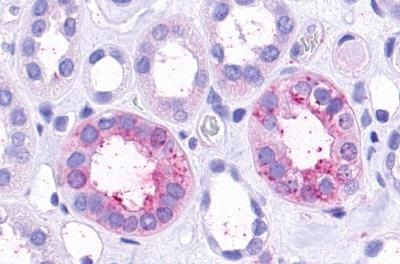 TAAR9 Antibody in Immunohistochemistry (Paraffin) (IHC (P))