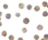 ICAD Antibody in Immunocytochemistry (ICC/IF)