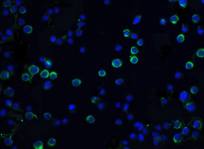 ICAD Antibody in Immunocytochemistry (ICC/IF)