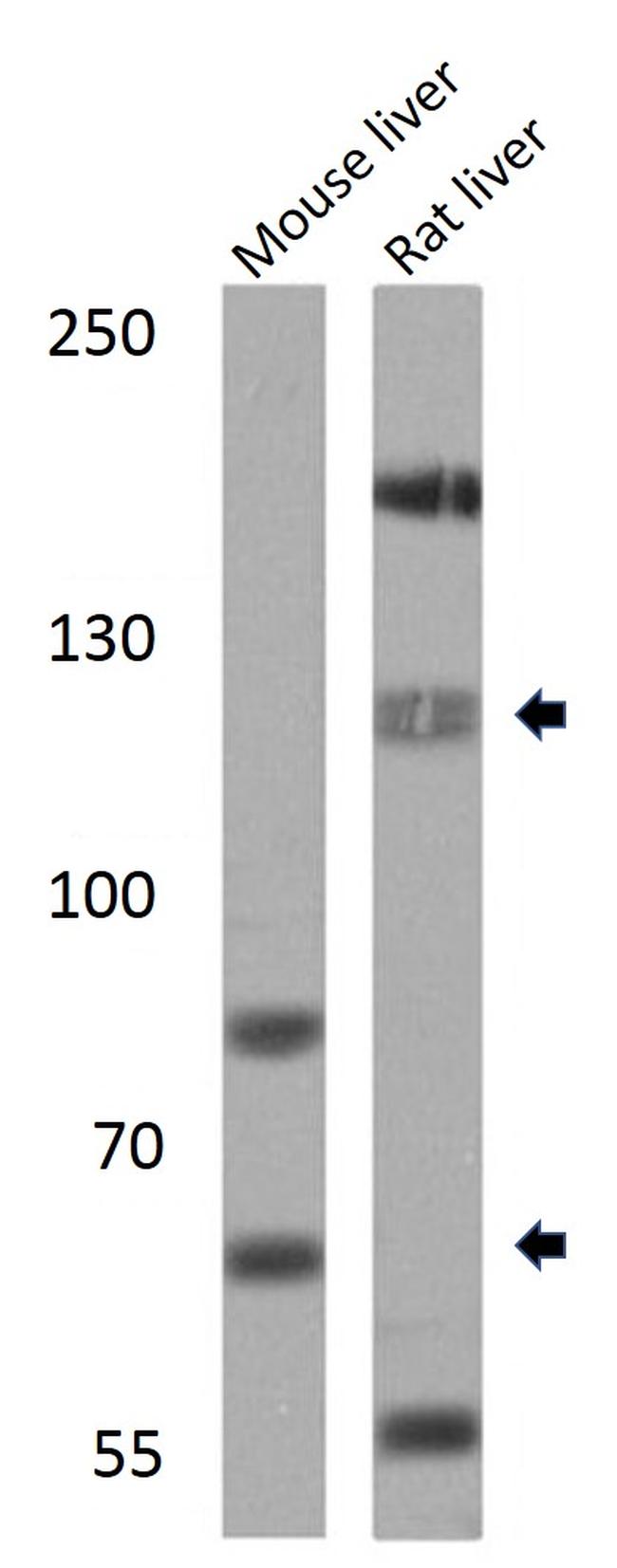 SREBP1 Antibody in Western Blot (WB)