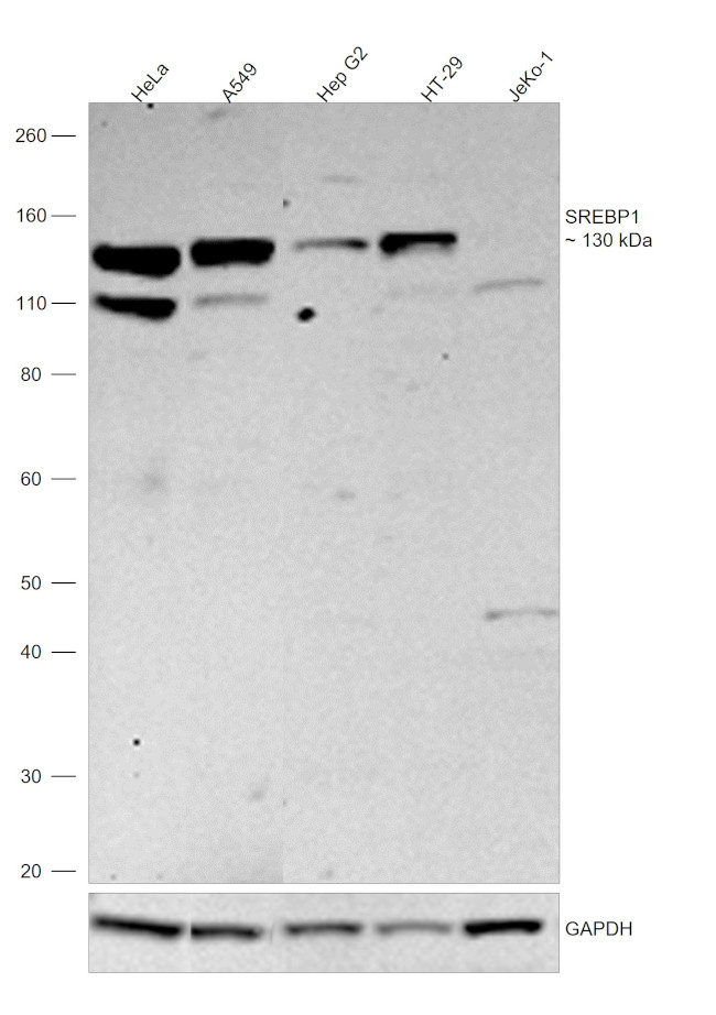 SREBP1 Antibody in Western Blot (WB)