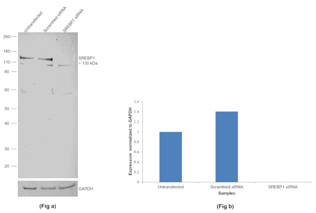 SREBP1 Antibody in Western Blot (WB)