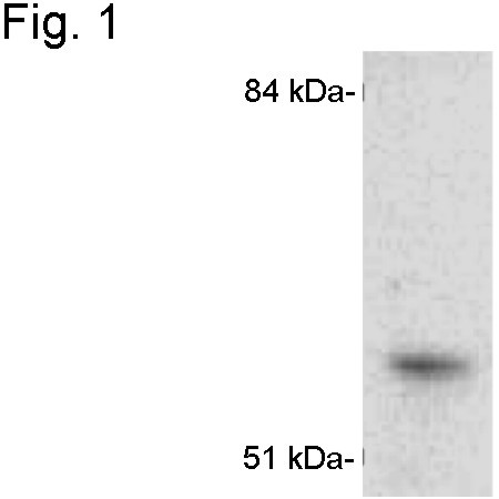 CYP1A1 Antibody in Western Blot (WB)