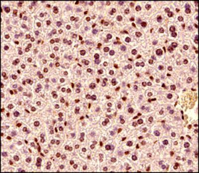 MECP2 Antibody in Immunohistochemistry (Paraffin) (IHC (P))