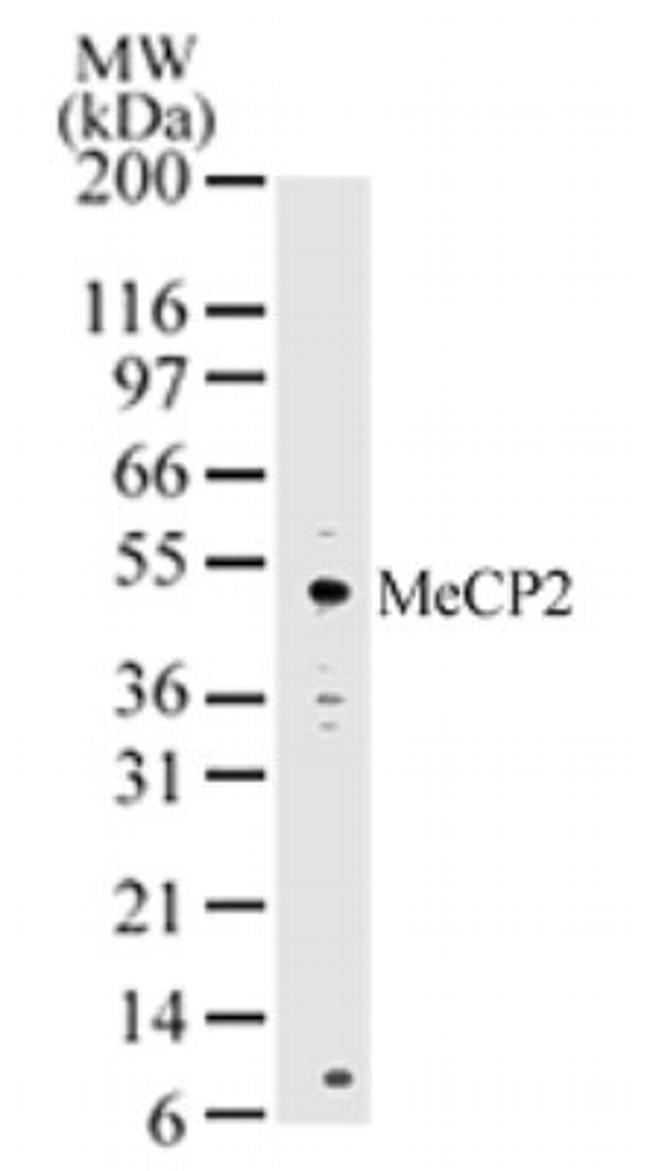 MECP2 Antibody in Western Blot (WB)