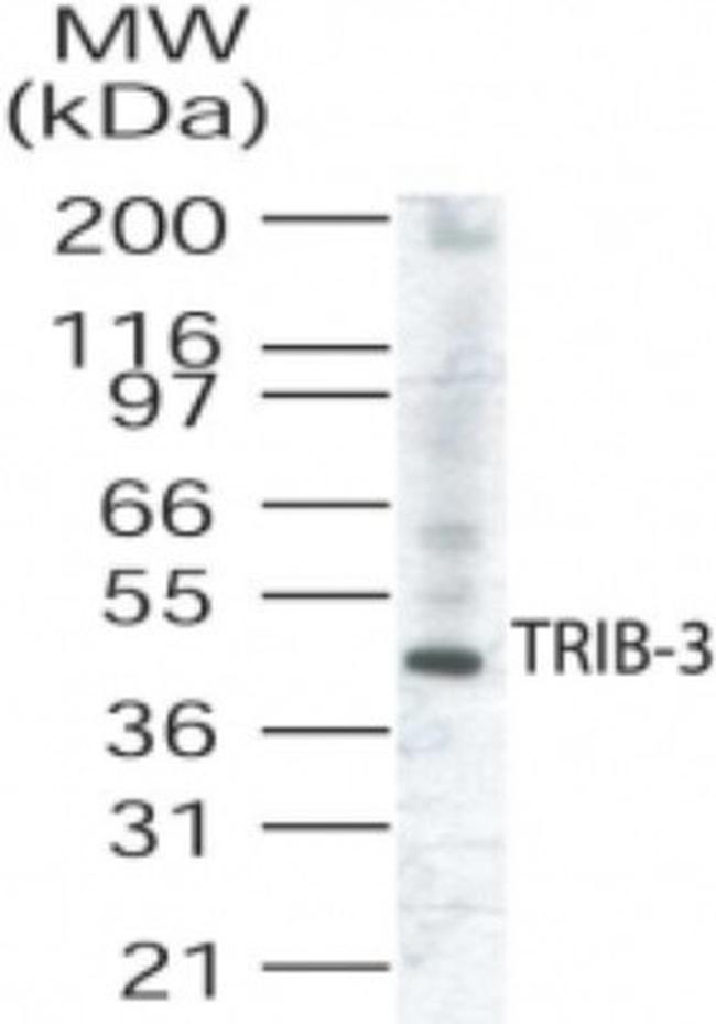 TRIB3 Antibody in Western Blot (WB)