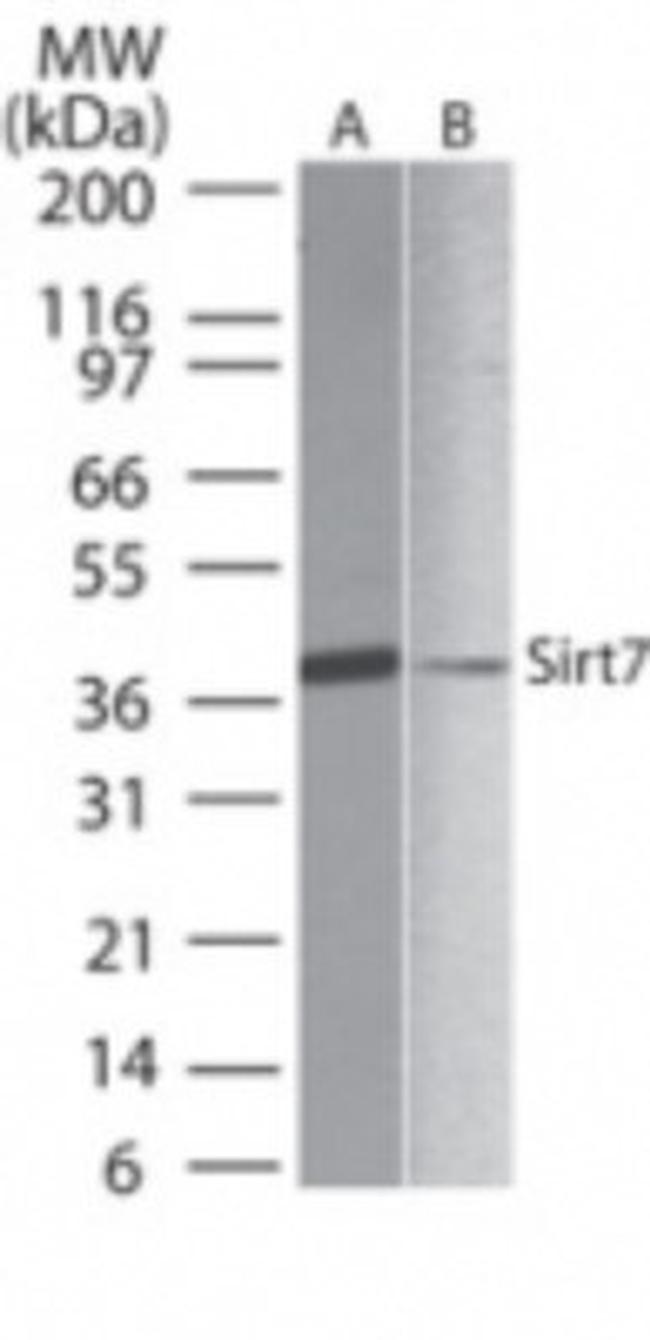 SIRT7 Antibody in Western Blot (WB)